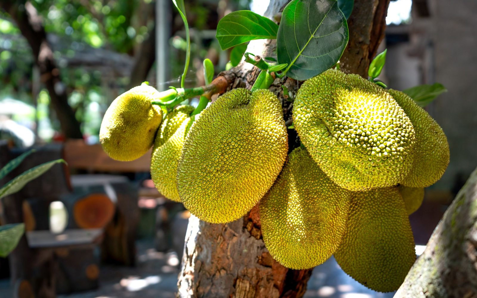 Mít sấy giòn chân không