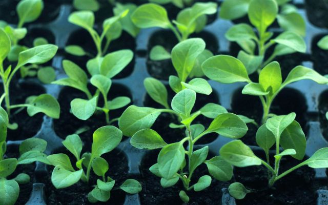Cà phê Arabica Cầu Đất rang xay — 3